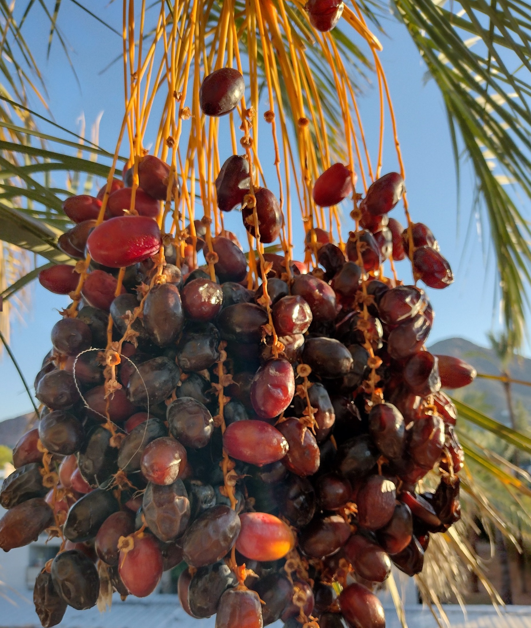 AZ Dates Black Sphinx Dates